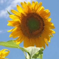 Back To The Roots 5pk Organic USA Flower Seeds 12 Back To The Roots 5pk Organic USA Flower Seeds -Landscape Zone GUEST 00fe6079 8f7b 4c04 ada9 860c92cb4426