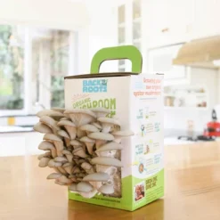 Back To The Roots Organic Mushroom Mini Grow Kit Pearl Oyster 11 Back To The Roots Organic Mushroom Mini Grow Kit Pearl Oyster -Landscape Zone GUEST 14af7100 855c 4d85 be8b ca6ce390920d