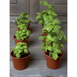 Gardeners Supply Company SuperRoot Booster Seed Starter Mix | Promotes Strong Roots & Boost Plant Growth | High Nutrients Plant Food For Seed