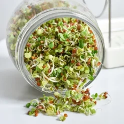 Tribest GEO Sprouting Jar System With Stainless Steel Rack And Ceramic Base Plate – Clear -Landscape Zone GUEST 233561dd d0c4 4b22 8d23 695e494c00e1