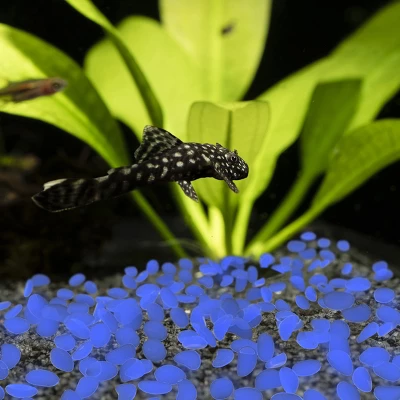 Nature Spring Glow-in-the-Dark Solar Pathway Pebble Lights, 200 Pcs. - Blue 5 Nature Spring Glow-in-the-Dark Solar Pathway Pebble Lights, 200 Pcs. - Blue - Image 3