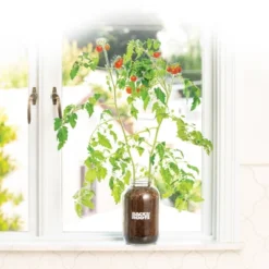 Back To The Roots Organic Tomato Grow Kit 12 Back To The Roots Organic Tomato Grow Kit -Landscape Zone GUEST 761ae776 020c 4c9e 930b 0e4a9b2de8cb