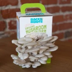 Back To The Roots Organic Mushroom Mini Grow Kit Pearl Oyster 12 Back To The Roots Organic Mushroom Mini Grow Kit Pearl Oyster -Landscape Zone GUEST 874fac39 bd35 4dff 8b5a d7136badad44