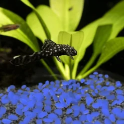 Solar Garden Stones - 500-Pack Glow In The Dark Pathway Pebble Lights - Decorative Glowing Rocks For Flowerbeds And Walkways By Pure Garden (Blue) 9 Solar Garden Stones - 500-Pack Glow In The Dark Pathway Pebble Lights - Decorative Glowing Rocks For Flowerbeds And Walkways By Pure Garden (Blue) -Landscape Zone GUEST 8adef7ee 7d39 44c7 aded 22435182b7cd