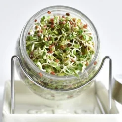 Tribest GEO Sprouting Jar System With Stainless Steel Rack And Ceramic Base Plate – Clear -Landscape Zone GUEST 8c36ed12 8655 4380 a14f 4391e00c9ebb