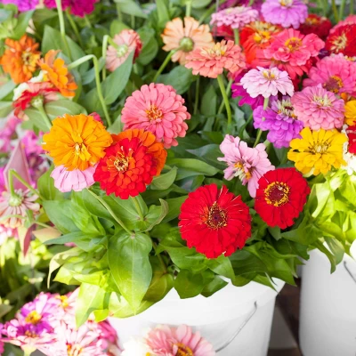 Back To The Roots 5pk Organic USA Flower Seeds 8 Back To The Roots 5pk Organic USA Flower Seeds - Image 6