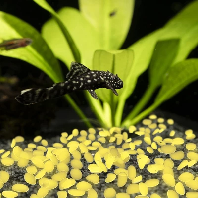 Garden Stones-500 Count Glow In The Dark Solar Pathway Pebble Lights-Decorative Glowing Rocks By Nature Spring (Yellow) 5 Garden Stones-500 Count Glow In The Dark Solar Pathway Pebble Lights-Decorative Glowing Rocks By Nature Spring (Yellow) - Image 3