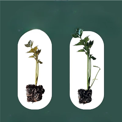 Window Garden 12qt Expanding Organic Fiber Soil 4 Window Garden 12qt Expanding Organic Fiber Soil - Image 2