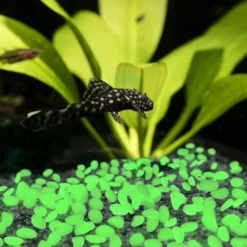 Nature Spring Glow In The Dark Solar Garden Stone Pebble Lights For Landscaping, Flower Beds, And Pathways - Green, 500-pc -Landscape Zone GUEST dca6f30c 04ee 485b a825 c7404dd8b19c