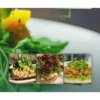 Window Garden Indoor Broccoli Microgreens Seed Starter Vegan Growing Kit -Landscape Zone GUEST f631b560 0c4a 4d0e 9efb da170a749204